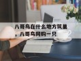 八哥鸟在什么地方筑巢，八哥鸟网购一只