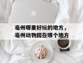 亳州哪里好玩的地方，亳州动物园在哪个地方