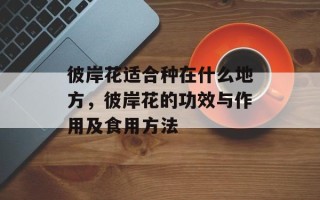 彼岸花适合种在什么地方，彼岸花的功效与作用及食用方法