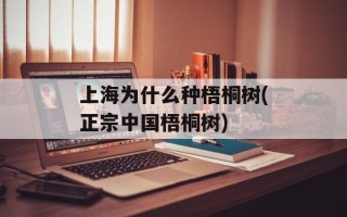 上海为什么种梧桐树(正宗中国梧桐树)