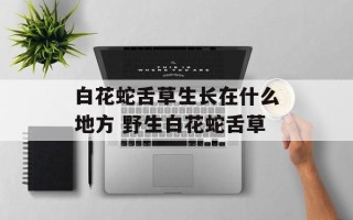 白花蛇舌草生长在什么地方 野生白花蛇舌草