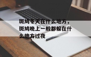 斑鸠冬天在什么地方，斑鸠晚上一般都躲在什么地方过夜